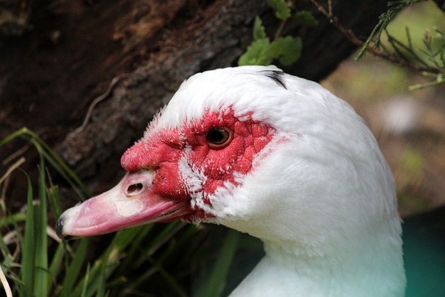 拥有勒布朗 拥有勒布朗